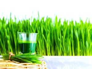 Wheatgrass Shot In A Basket