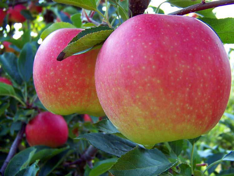 Gala Apple On Tree