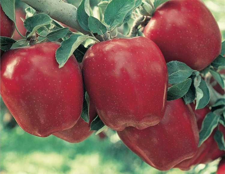 Red delicious apple ready to be picked